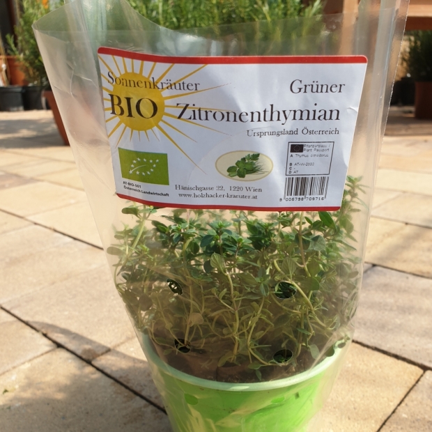 Zitronenthymian kaufen 1190 Wien - Gärtnerei Döbling