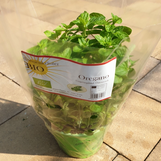 Oregano kaufen 1190 Wien - Gärtnerei Döbling