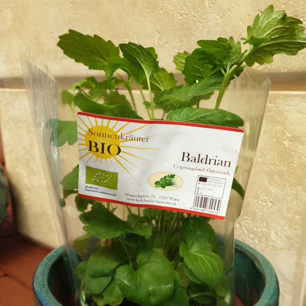Baldrian kaufen 1190 Wien - Gärtnerei Döbling