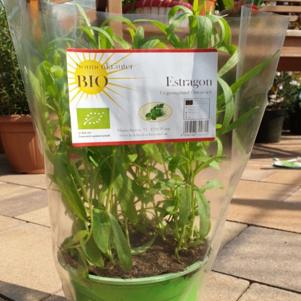 Estragon kaufen 1190 Wien - Gärtnerei Döbling