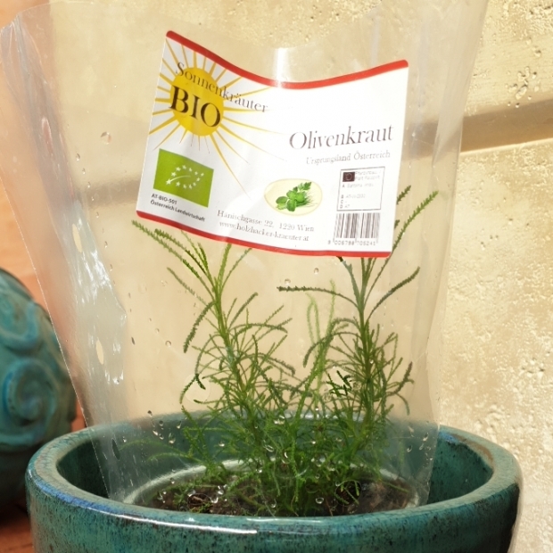 Olivenkraut kaufen 1190 Wien - Gärtnerei Döbling