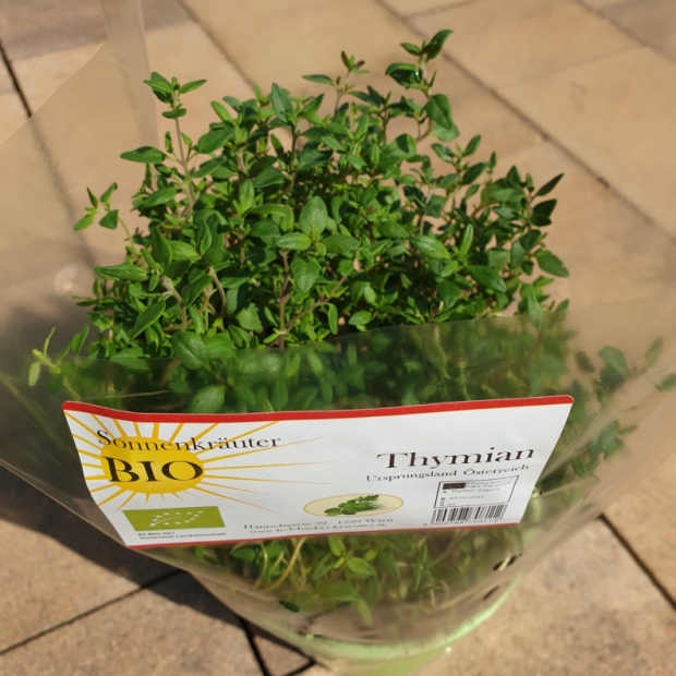 Thymian kaufen 1190 Wien - Gärtnerei Döbling