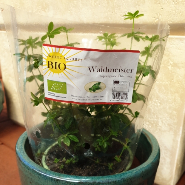 Waldmeister kaufen 1190 Wien - Gärtnerei Döbling